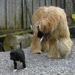 1FreigangShivanauQumari.JPG (40644 Byte)