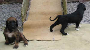 1FreigangShivanauSchwestergold.JPG (42303 Byte)