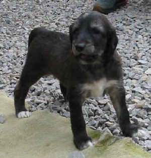 1FreigangShumani.JPG (27459 Byte)