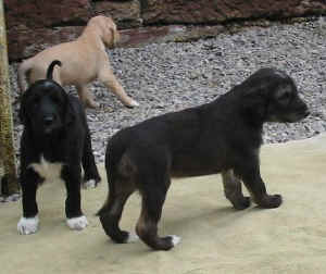 1FreiganglShivanarShumani.JPG (32645 Byte)