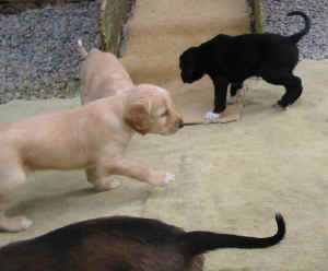 1Freigang1.JPG (49607 Byte)