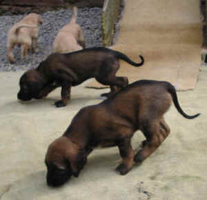 1FreigangGoldene.JPG (42870 Byte)