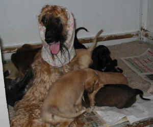 4WoMamaMeute.JPG (37680 Byte)