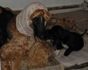 4WoMamauShivana.JPG (29346 Byte)