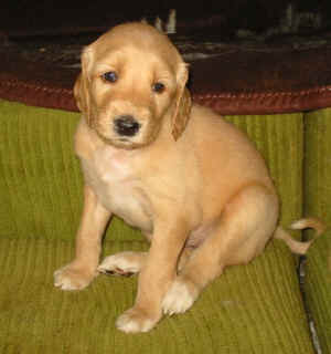 4WoSahib2.JPG (43031 Byte)