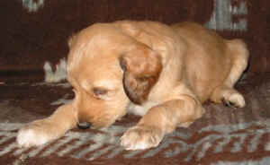 4WoSahib3.JPG (31460 Byte)