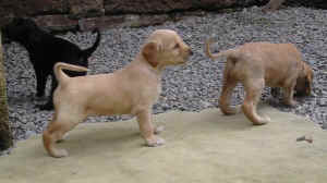 4WoSahibuSunrise.JPG (36353 Byte)