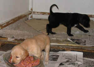 4WoSandohkanuSahib.JPG (34842 Byte)