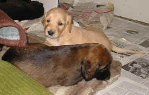 4WoSchwestern-Schenkel.JPG (42781 Byte)