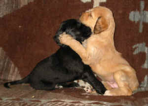 4WoShivanauBruder.JPG (40136 Byte)