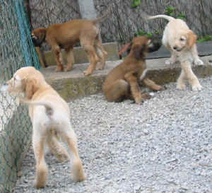 FunFoto15.JPG (51698 Byte)