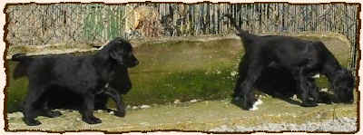 2schwarze.JPG (34377 Byte)