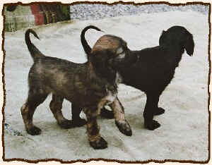 6Wochen4.JPG (57865 Byte)