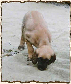 6WochenR-k.JPG (55782 Byte)