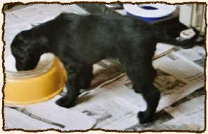 6WochschwH.JPG (26660 Byte)