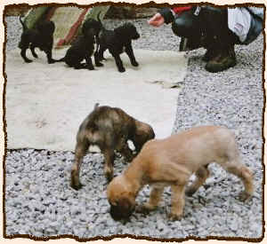 6 Wochen 2.JPG (63473 Byte)