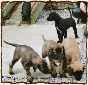 6 Wochen Welpen.JPG (59413 Byte)