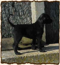 Kleine schw.JPG (34322 Byte)