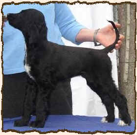 Q-Qane.JPG (25768 Byte)