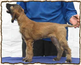 Q-Qastanah 2.JPG (48528 Byte)