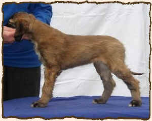 Q-Qastanah.JPG (29710 Byte)