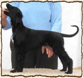 Q-Qazibah.JPG (44757 Byte)