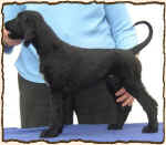 Q-Qazzaalah.JPG (43480 Byte)