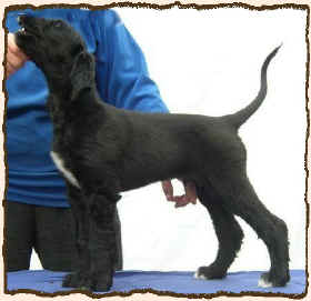 Q-Qhilan-Shah 2.JPG (44232 Byte)