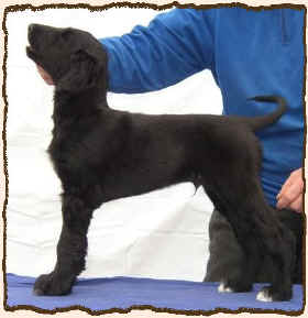 Q-Qhilan-Shah.JPG (40863 Byte)