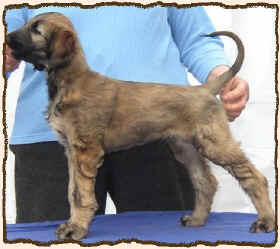 Q-Qumari.JPG (52489 Byte)