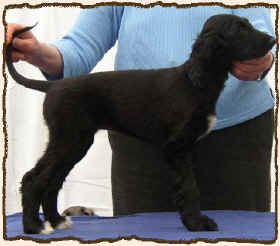 Q-W-Qane 2.JPG (48508 Byte)