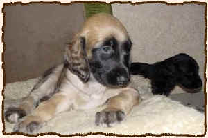 5WoBruderSchw.JPG (39901 Byte)