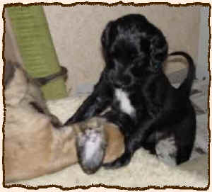 5WochenRue.JPG (31241 Byte)