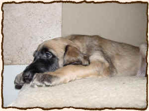 5WochenRuehell.JPG (51476 Byte)