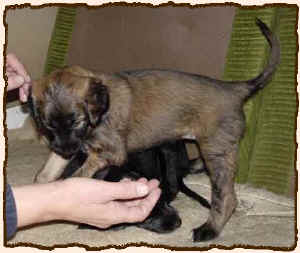 5WochhellHue.JPG (46561 Byte)