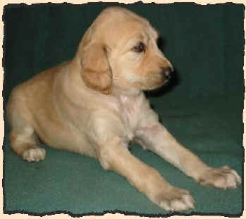 Hell 4 W 4.JPG (38196 Byte)