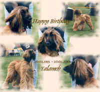 yalameh - happy.jpg (156231 Byte)