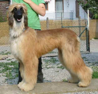 Tarai 04307.jpg (39515 Byte)