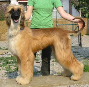 Tarai 0477.jpg (39834 Byte)