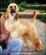 Iman-du-Dom.jpg (20851 Byte)