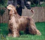 shsb439016.JPG (24848 Byte)