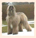 muchmal-deck.JPG (29736 Byte)