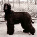 windya01.jpg (26243 Byte)