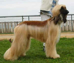 PashSa04.JPG (22847 Byte)