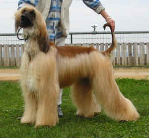 PashSa5.JPG (39299 Byte)