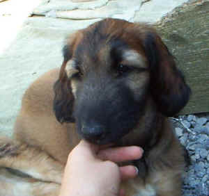 SaroughKopf.JPG (34034 Byte)