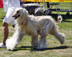 Lauf B.jpg (45285 Byte)