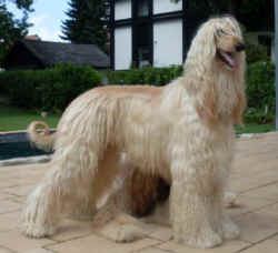 Vishnu-Rama 1.jpg (42441 Byte)