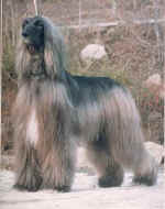 M.Ch. Zarqa el Di-tschu-rahdan