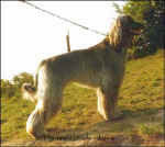 Ghazni von Gilbahar